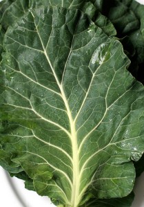 Collards (photo by Steven Jackson on Flickr)
